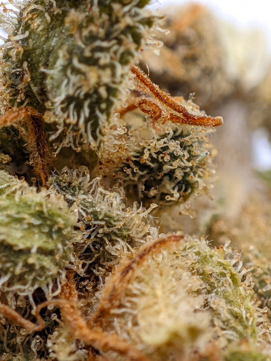 Strawberry Shortcake